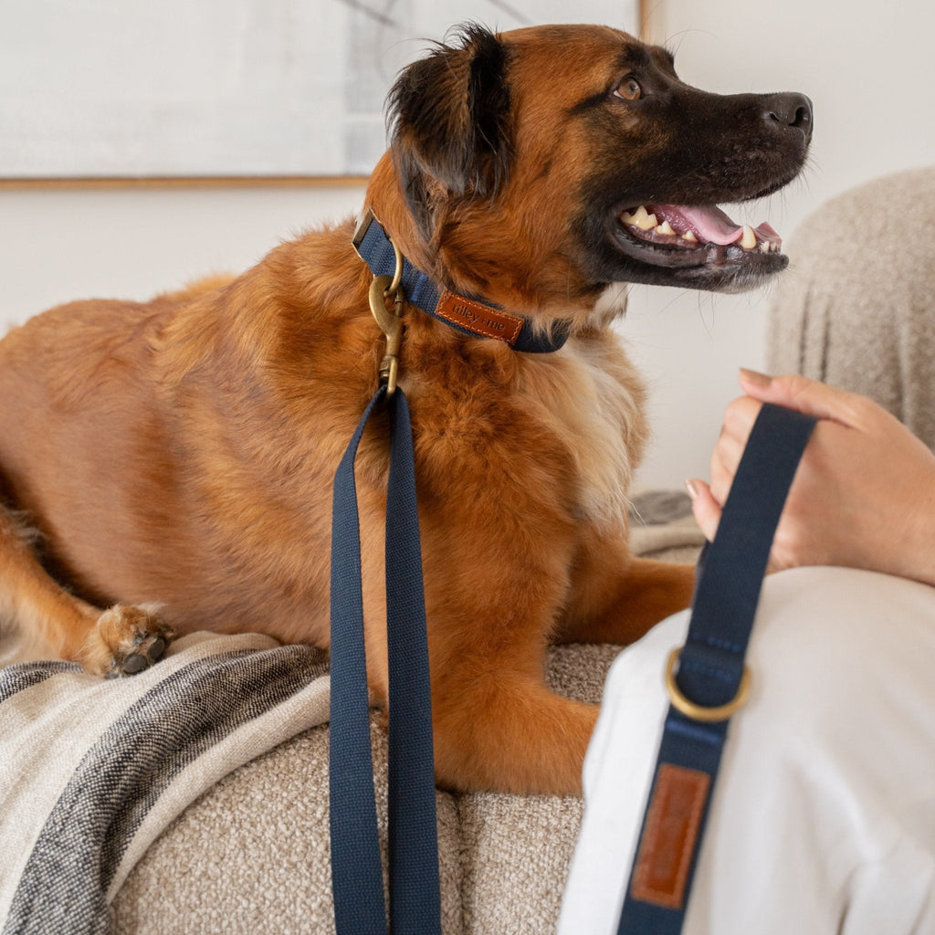 Tilley + Me Hemp Cotton Dog Collar – Durable, Adjustable, Soft – Joshua Tree