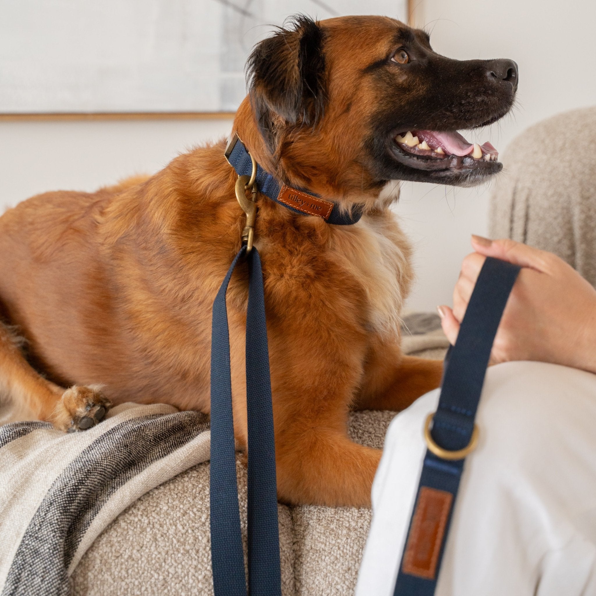 Tilley + Me Hemp Cotton Dog Collar – Durable, Adjustable, Soft – Joshua Tree