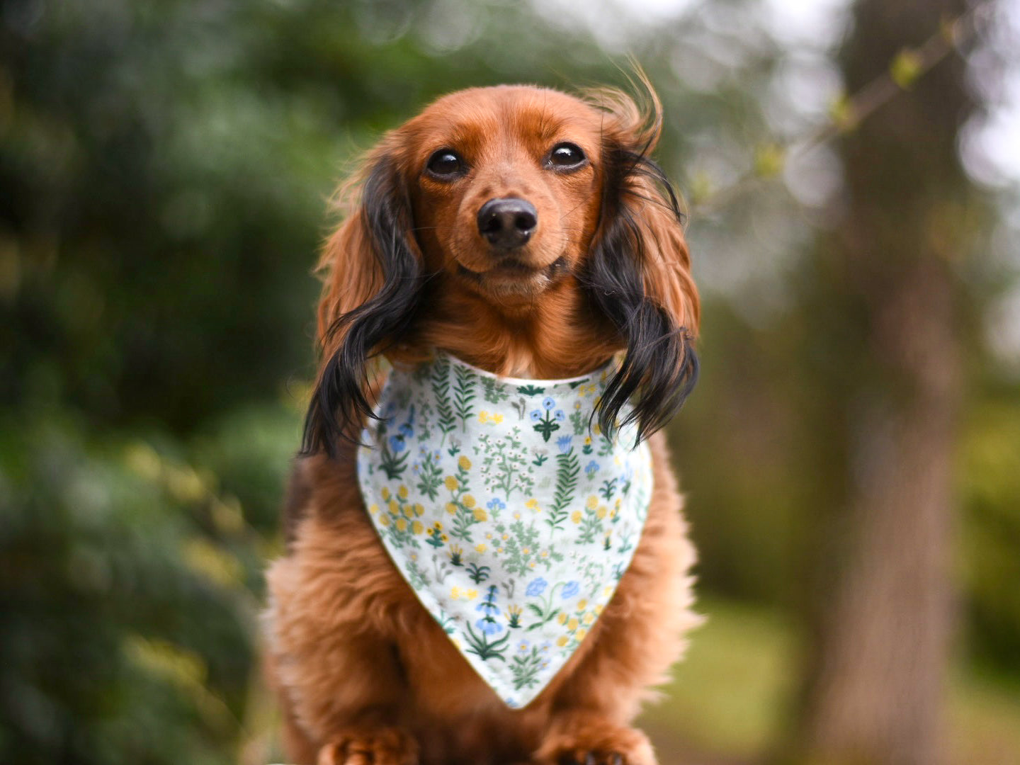 "Macarons" Dog Bandana