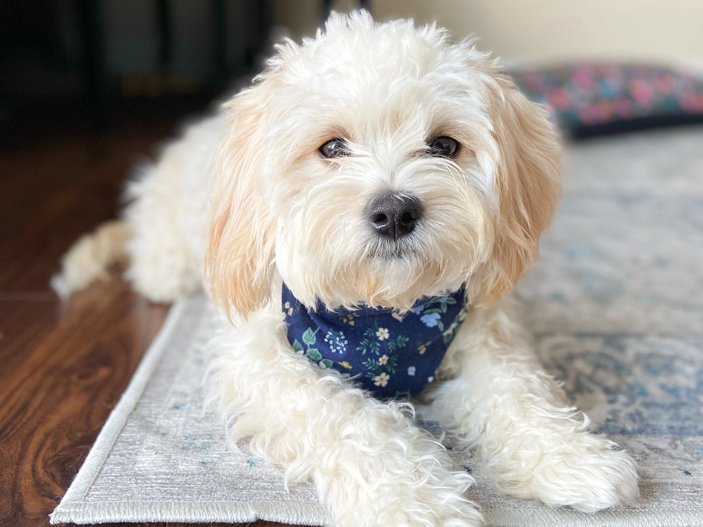 "Macarons" Dog Bandana