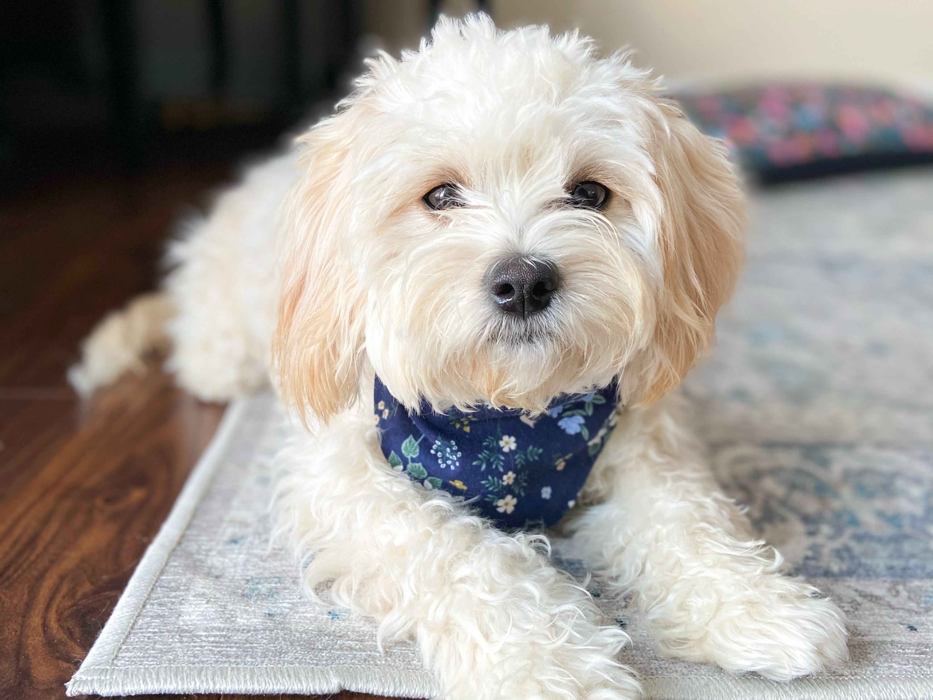 "Macarons" Dog Bandana