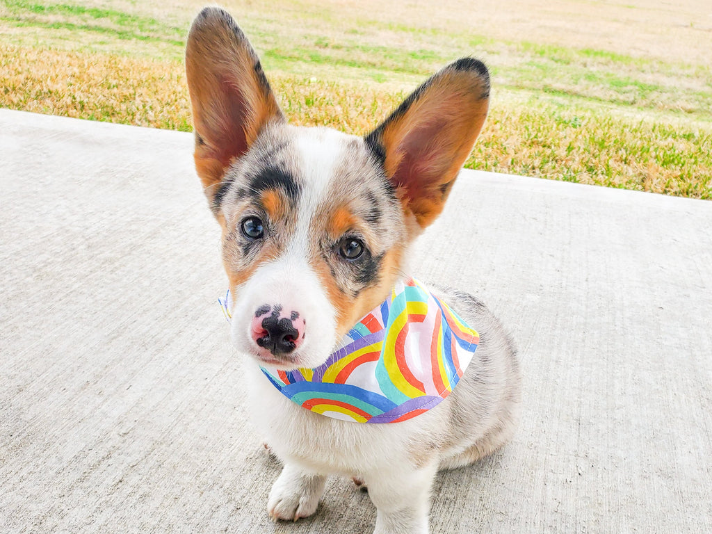 "Macarons" Dog Bandana