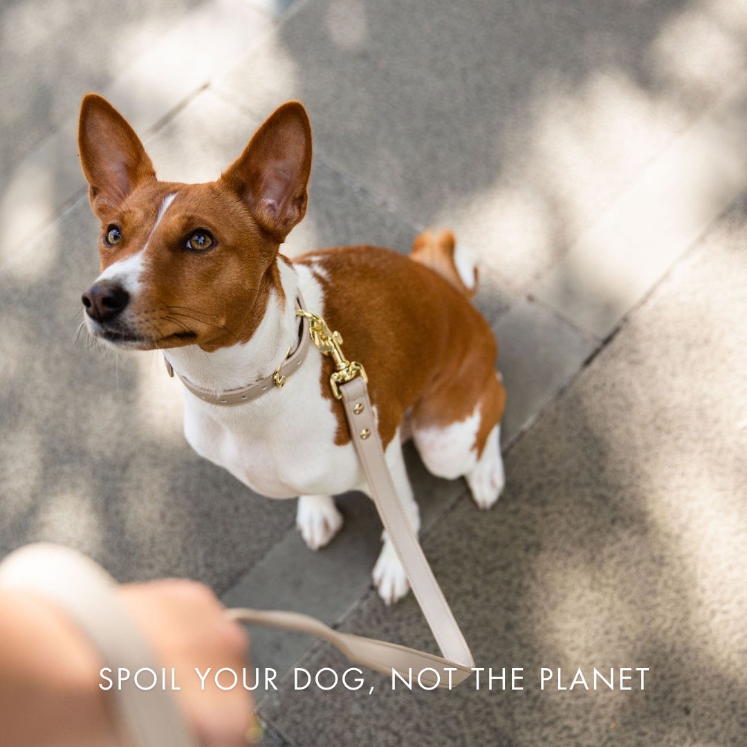 Collar - Air Tag Enabled - Vegan Leather - Cupertino