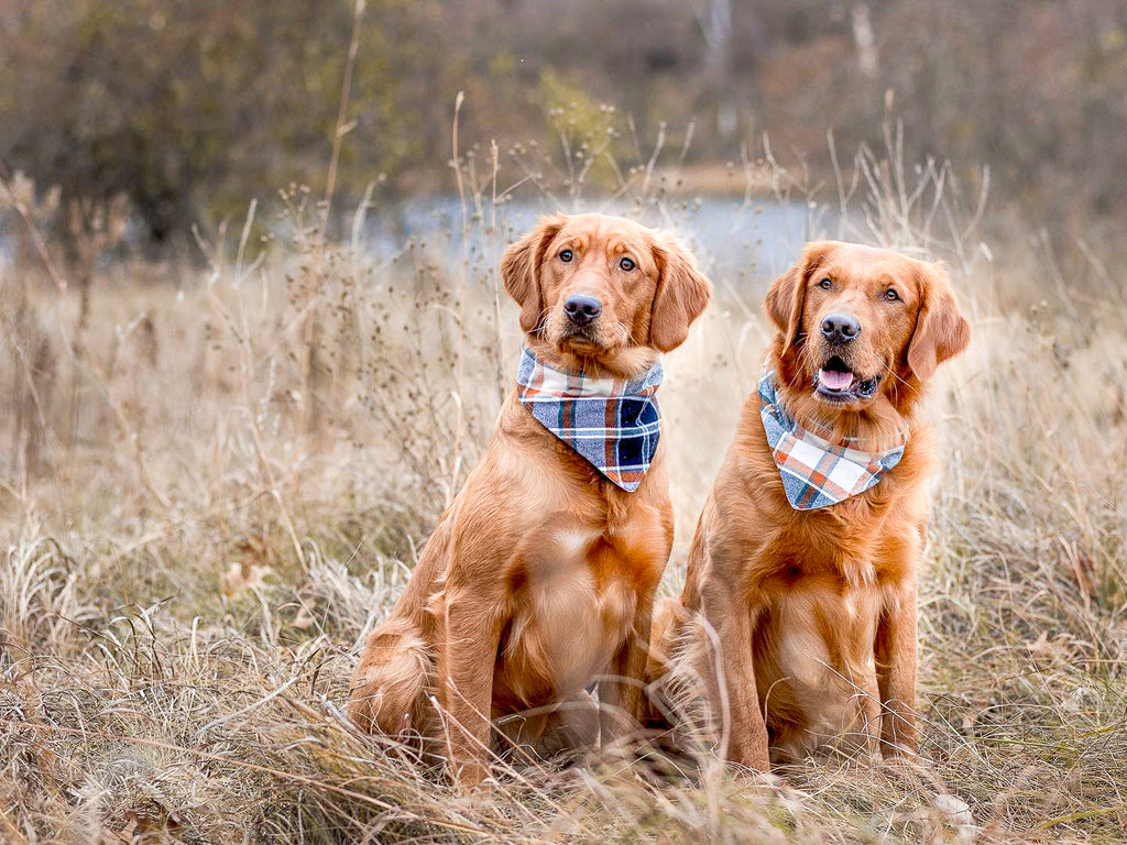 "Macarons" Dog Bandana