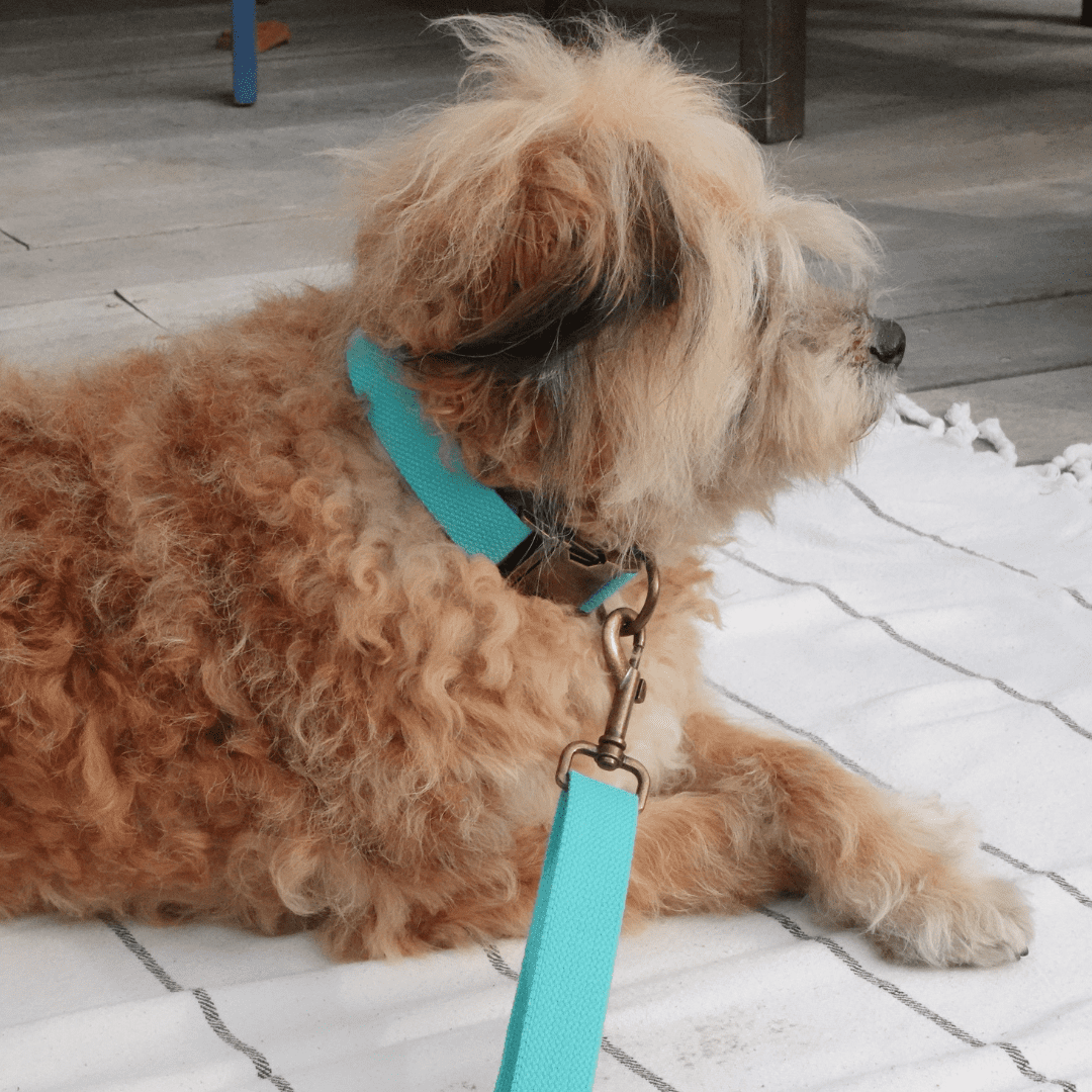 Tilley + Me Hemp Cotton Dog Leash - Durable, Sustainable, Adjustable, Lightweight & Soft-Malibu